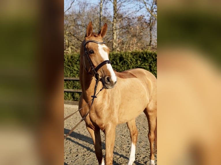 Oldenburger Springpferd Klacz 6 lat 166 cm Kasztanowata in Lohne (Oldenburg)