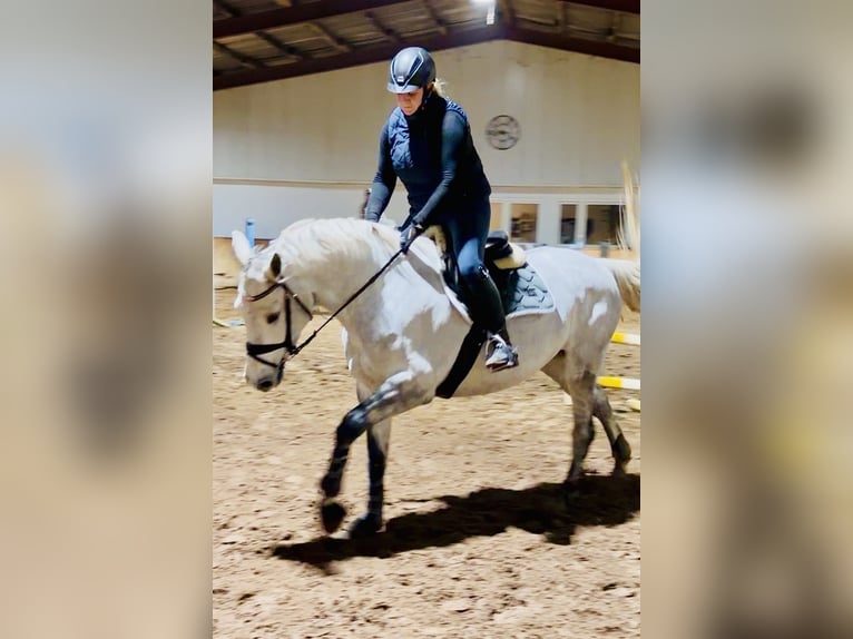 Oldenburger Springpferd Klacz 6 lat 167 cm Siwa jabłkowita in Westerstede