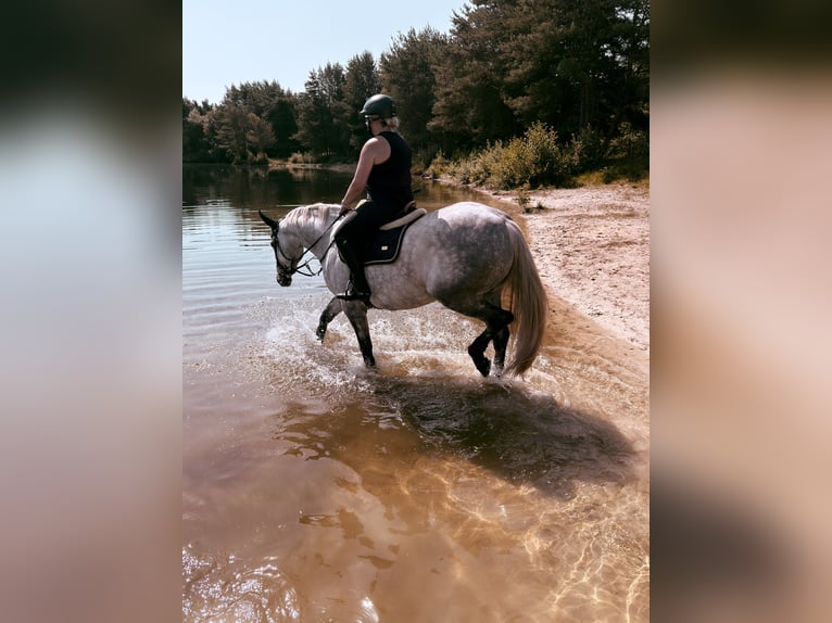 Oldenburger Springpferd Klacz 6 lat 167 cm Siwa jabłkowita in Westerstede