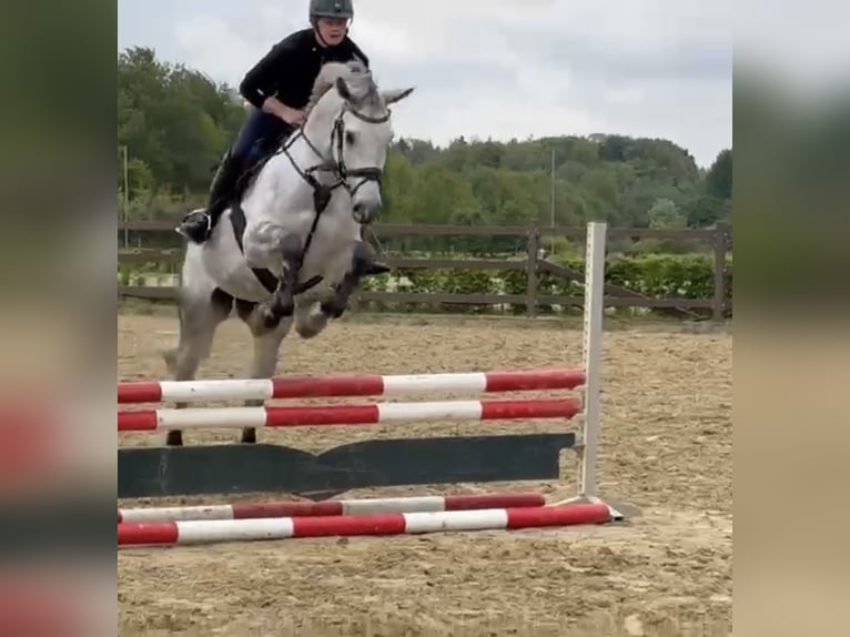 Oldenburger Springpferd Klacz 6 lat 167 cm Siwa jabłkowita in Westerstede
