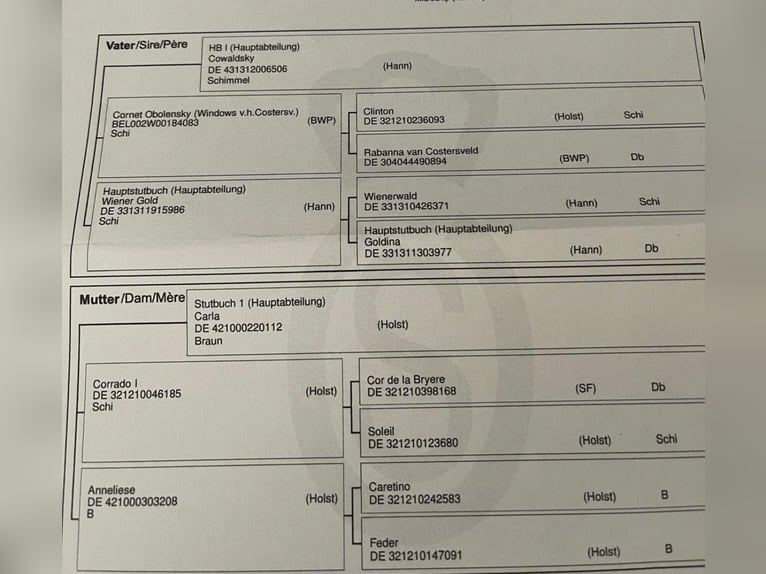 Oldenburger Springpferd Klacz 6 lat 167 cm Siwa jabłkowita in Westerstede