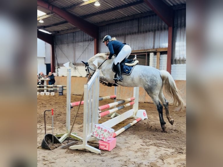 Oldenburger Springpferd Klacz 6 lat 167 cm Siwa jabłkowita in Westerstede
