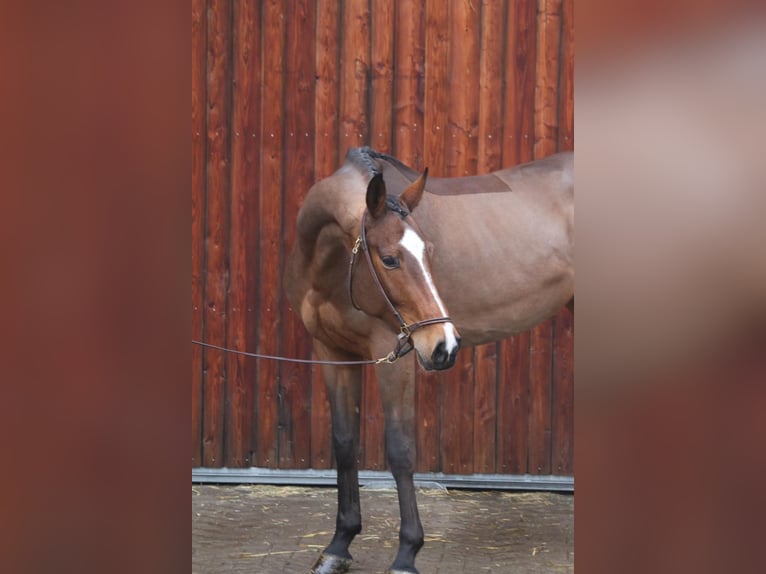 Oldenburger Springpferd Klacz 6 lat 168 cm Gniada in Erharting