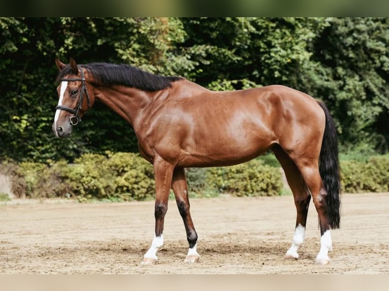 Oldenburger Springpferd Klacz 6 lat 168 cm Gniada in Simmershofen