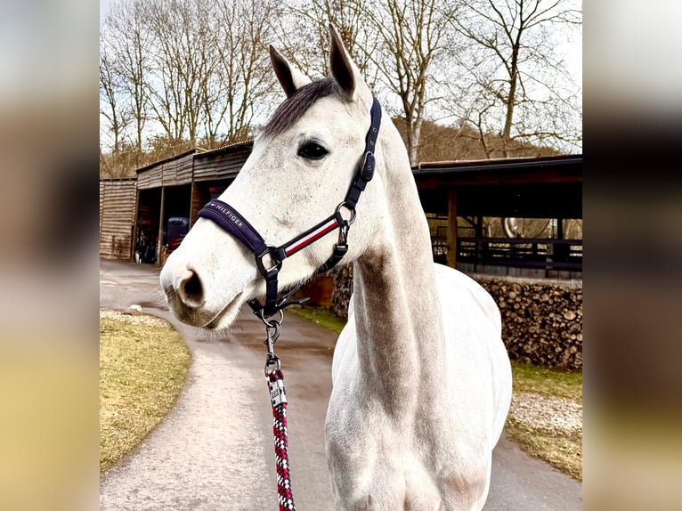 Oldenburger Springpferd Klacz 6 lat 168 cm Siwa jabłkowita in Sangerhausen