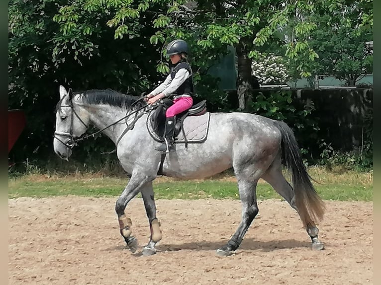 Oldenburger Springpferd Klacz 6 lat 168 cm Siwa in Kempen