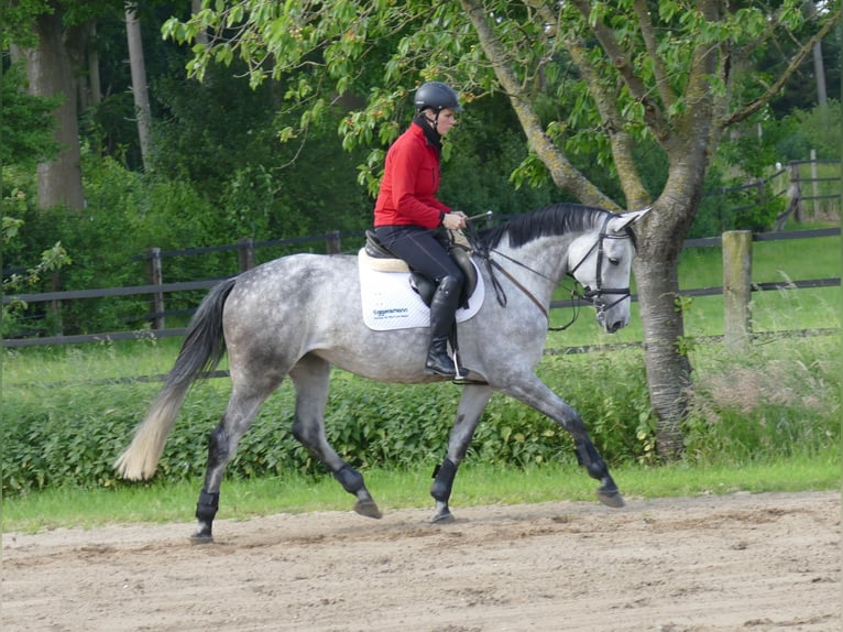 Oldenburger Springpferd Klacz 6 lat 168 cm Siwa in Kempen