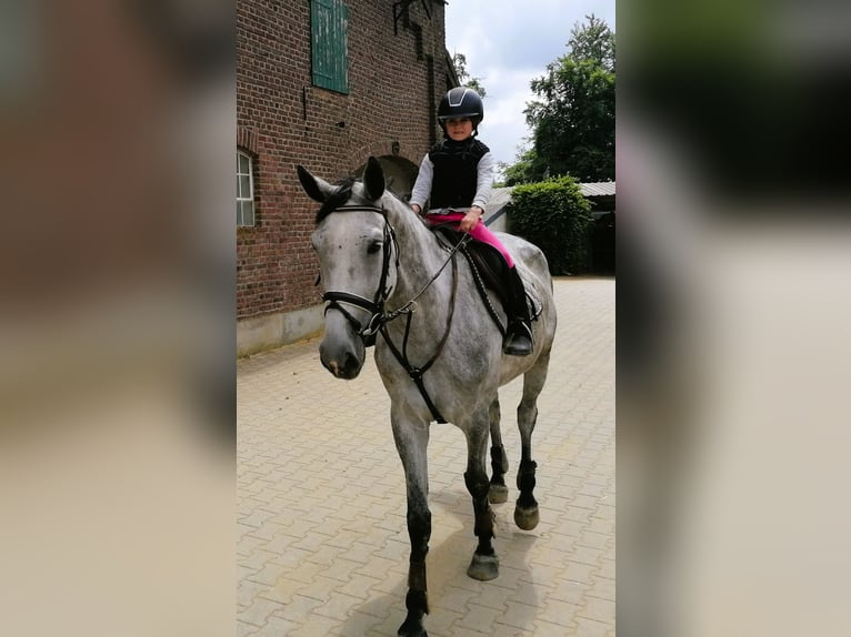 Oldenburger Springpferd Klacz 6 lat 168 cm Siwa in Kempen