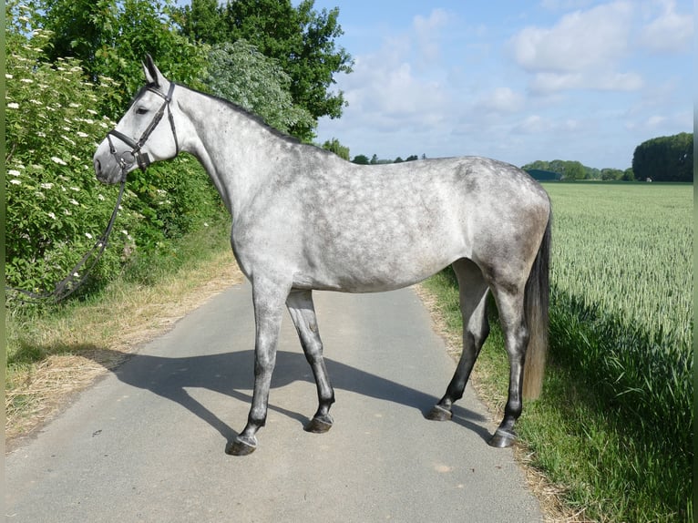 Oldenburger Springpferd Klacz 6 lat 168 cm Siwa in Kempen