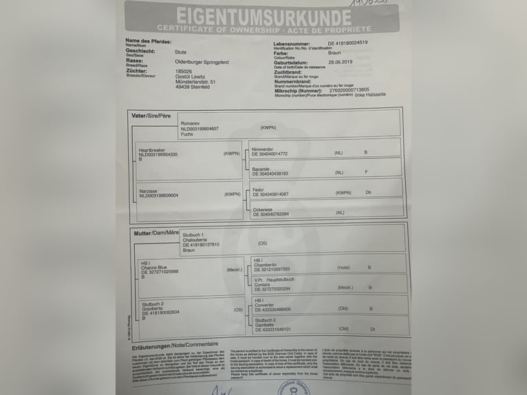 Oldenburger Springpferd Klacz 6 lat 169 cm Gniada in Ibbenbüren