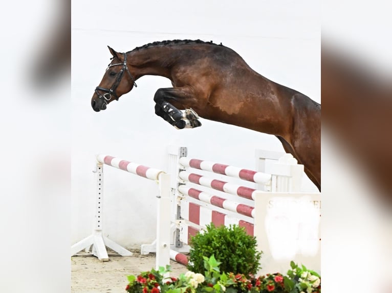 Oldenburger Springpferd Klacz 6 lat 169 cm Gniada in Ibbenbüren