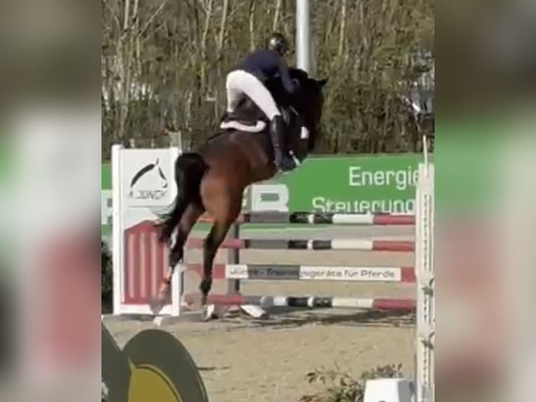 Oldenburger Springpferd Klacz 6 lat 169 cm Gniada in Ibbenbüren