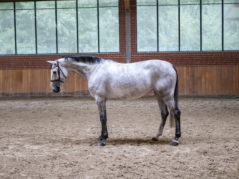 Oldenburger Springpferd Klacz 6 lat 170 cm Siwa in Ankum