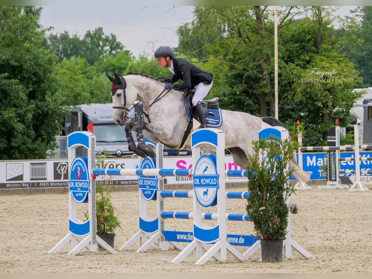 Oldenburger Springpferd Klacz 6 lat 170 cm Siwa in Ankum