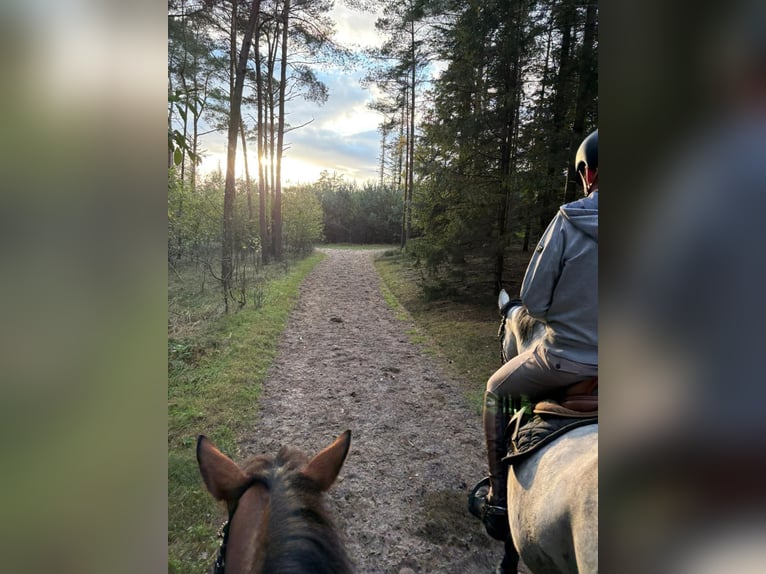 Oldenburger Springpferd Klacz 6 lat 170 cm Siwa in Osnabrück