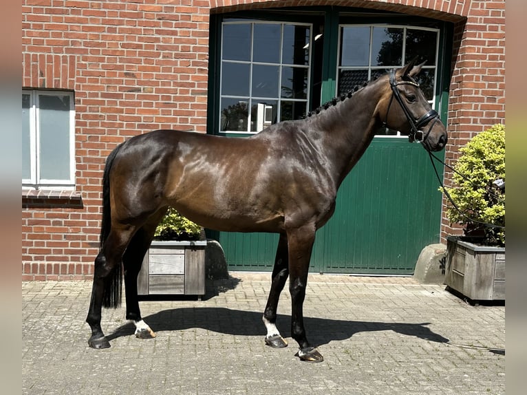 Oldenburger Springpferd Klacz 6 lat 171 cm Skarogniada in Cloppenburg