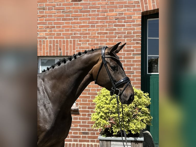 Oldenburger Springpferd Klacz 6 lat 171 cm Skarogniada in Cloppenburg