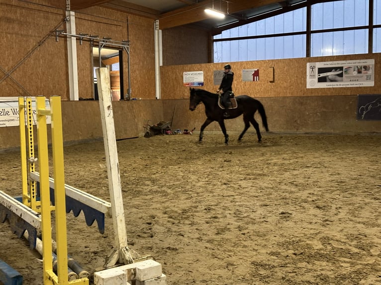 Oldenburger Springpferd Klacz 6 lat 172 cm Gniada in Neuenkirchen