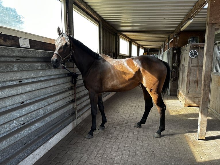 Oldenburger Springpferd Klacz 6 lat 172 cm Gniada in Neuenkirchen