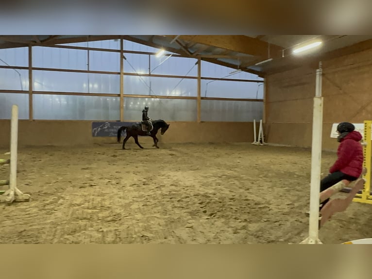 Oldenburger Springpferd Klacz 6 lat 172 cm Gniada in Neuenkirchen