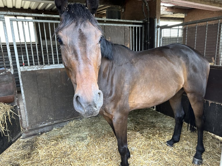 Oldenburger Springpferd Klacz 6 lat 172 cm Gniada in Neuenkirchen