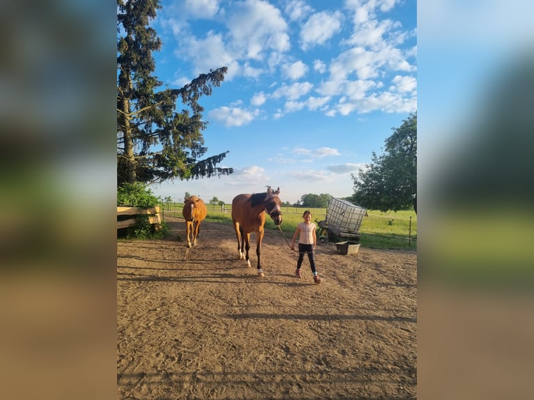Oldenburger Springpferd Klacz 6 lat Gniada in Falkenhain
