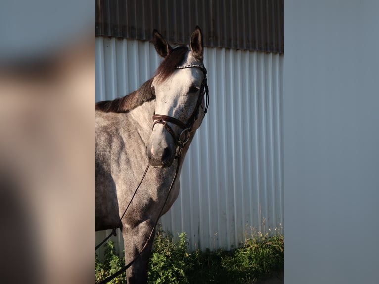 Oldenburger Springpferd Klacz 7 lat 165 cm Siwa in Ahrensburg