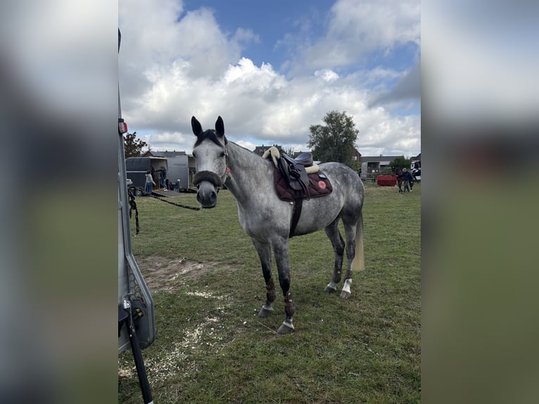 Oldenburger Springpferd Klacz 7 lat 165 cm Siwa in Ahrensburg