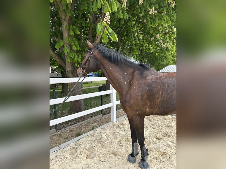Oldenburger Springpferd Klacz 7 lat 167 cm Gniada in Harzgerode