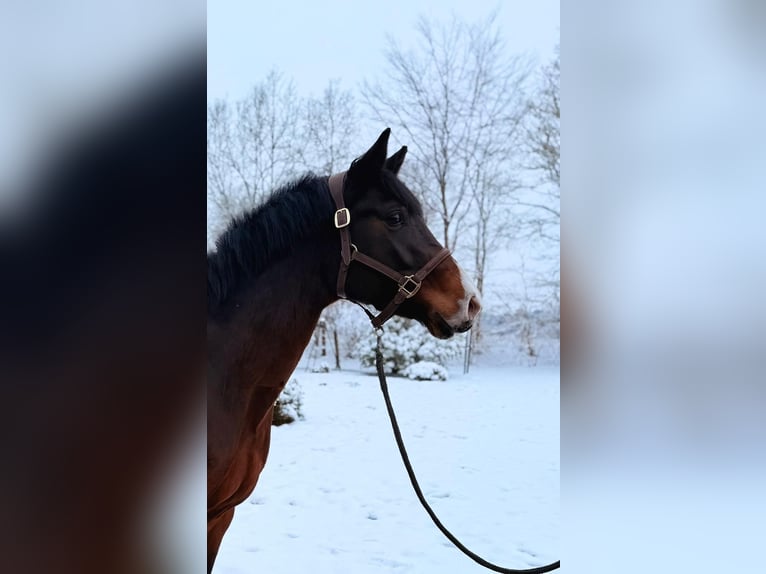 Oldenburger Springpferd Klacz 7 lat 168 cm Ciemnogniada in Ganderkesee