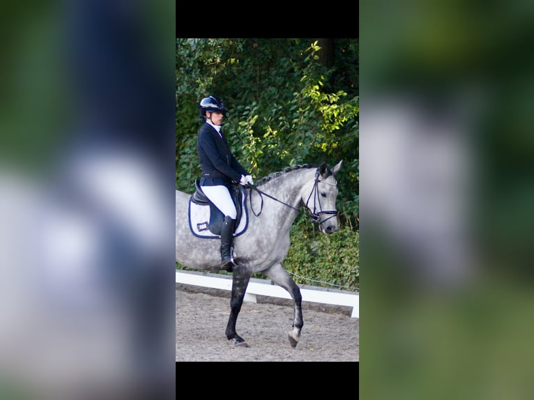 Oldenburger Springpferd Klacz 7 lat 169 cm Siwa jabłkowita in Burgwedel