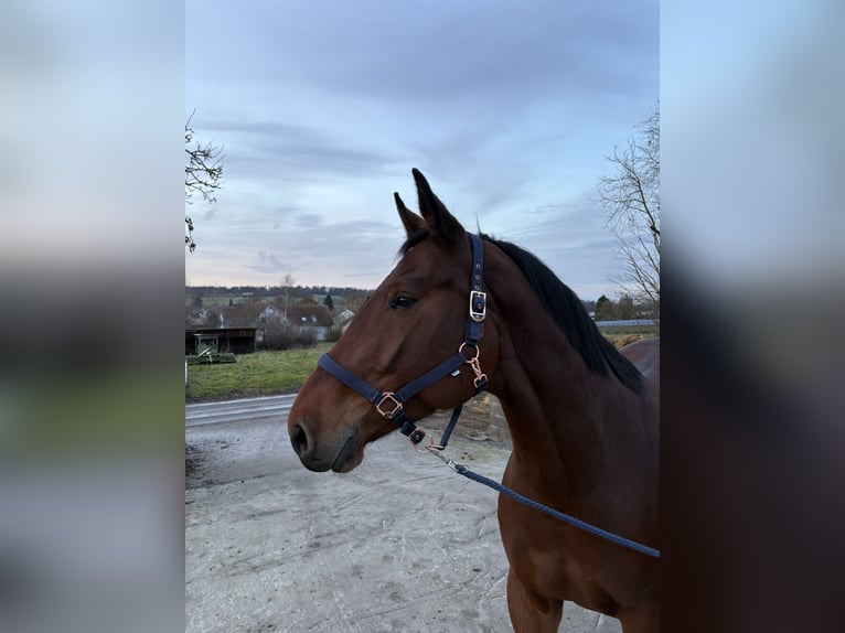 Oldenburger Springpferd Klacz 7 lat 170 cm Gniada in Lauterbach