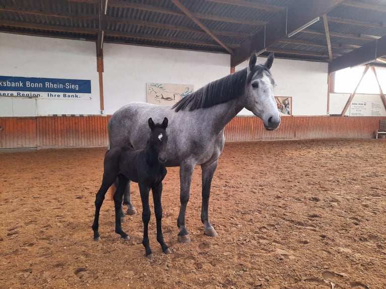 Oldenburger Springpferd Klacz 7 lat 173 cm Siwa jabłkowita in Windeck