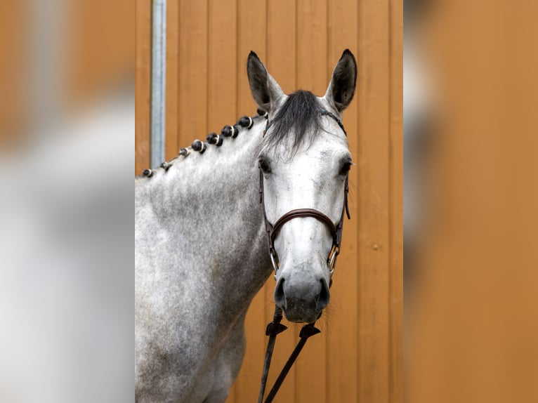 Oldenburger Springpferd Klacz 7 lat 173 cm Siwa jabłkowita in Windeck