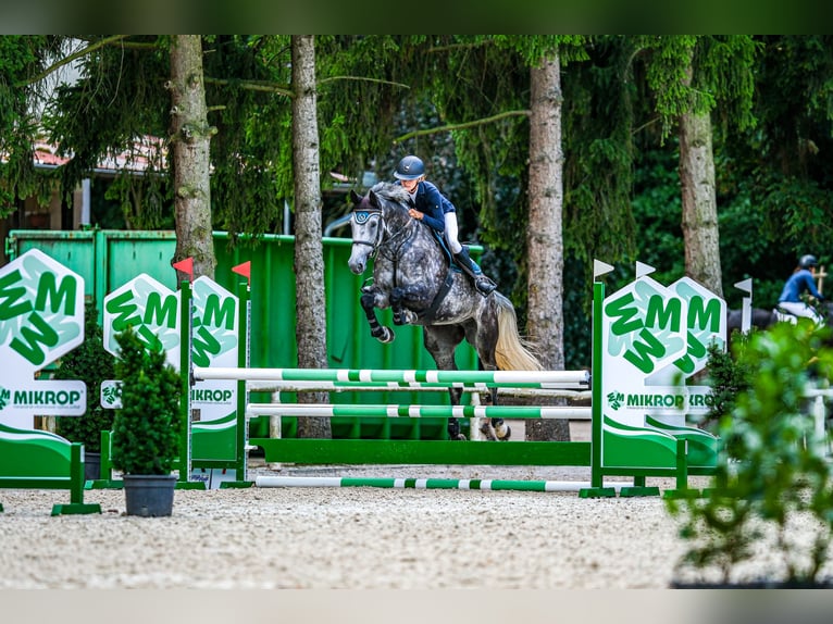 Oldenburger Springpferd Klacz 7 lat 175 cm Siwa in Obrok