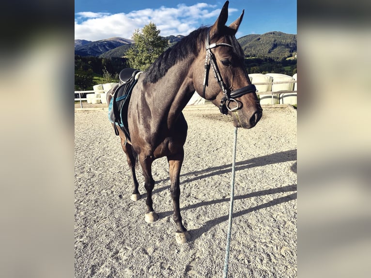 Oldenburger Springpferd Klacz 7 lat 176 cm Ciemnogniada in Zeltweg