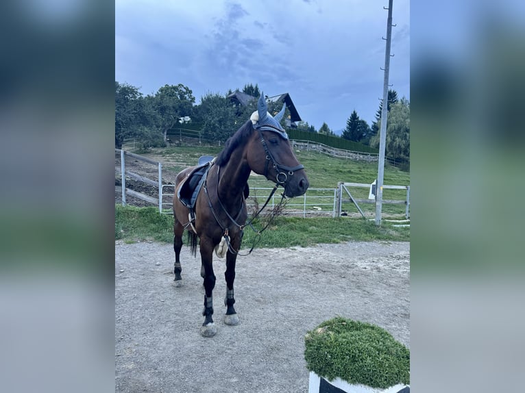 Oldenburger Springpferd Klacz 7 lat 176 cm Ciemnogniada in Zeltweg