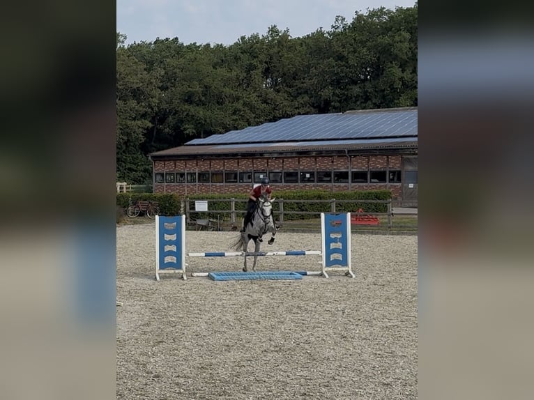 Oldenburger Springpferd Klacz 8 lat 160 cm Siwa jabłkowita in Wardenburg