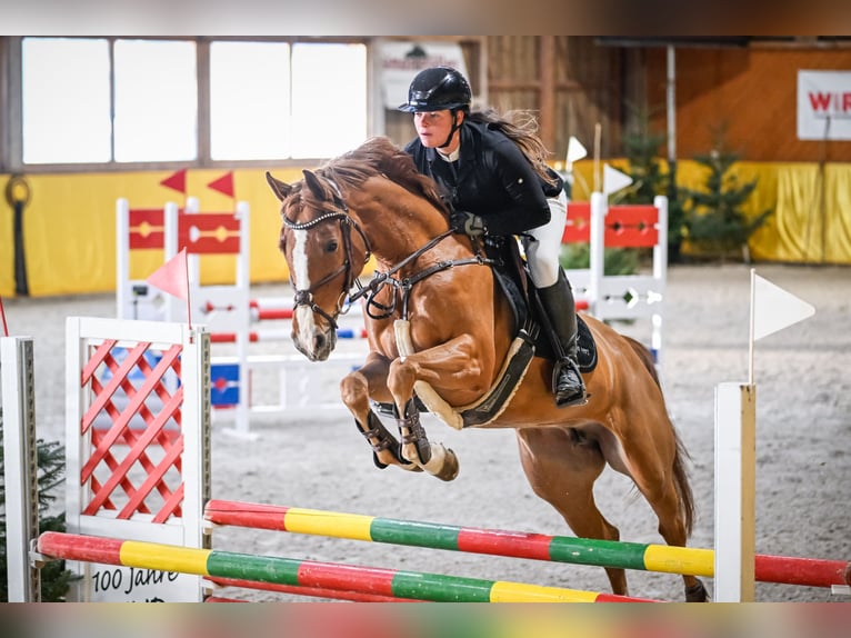 Oldenburger Springpferd Klacz 8 lat 163 cm Kasztanowata in Schlins