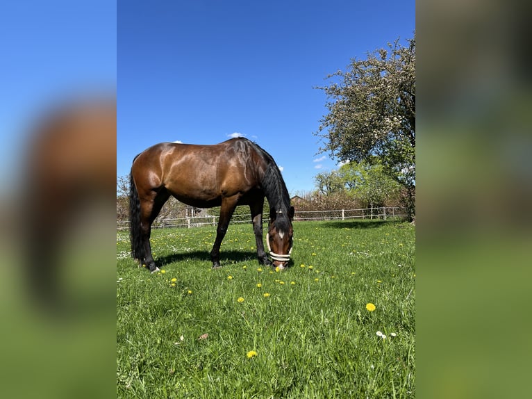 Oldenburger Springpferd Klacz 8 lat 164 cm Gniada in Hamdorf