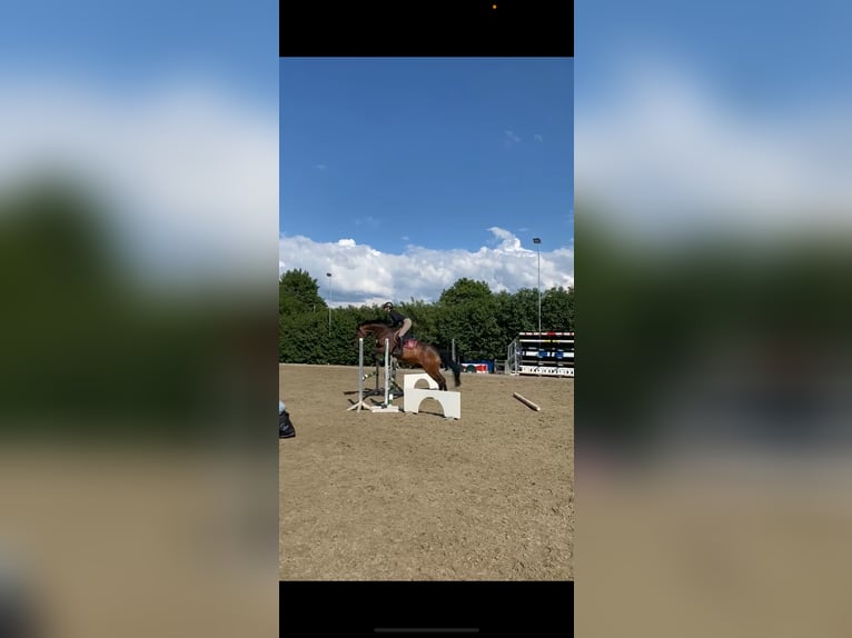 Oldenburger Springpferd Klacz 8 lat 164 cm Gniada in Hamdorf