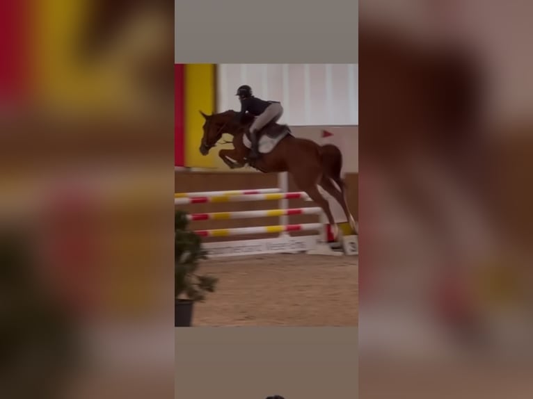 Oldenburger Springpferd Klacz 8 lat 164 cm Kasztanowata in Lilienthal