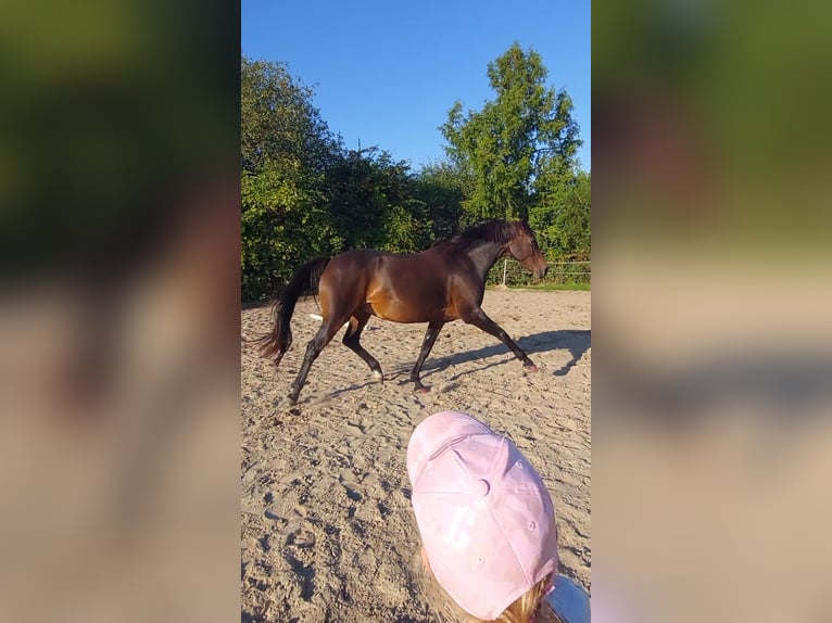 Oldenburger Springpferd Klacz 8 lat 165 cm Gniada in Bad Doberan