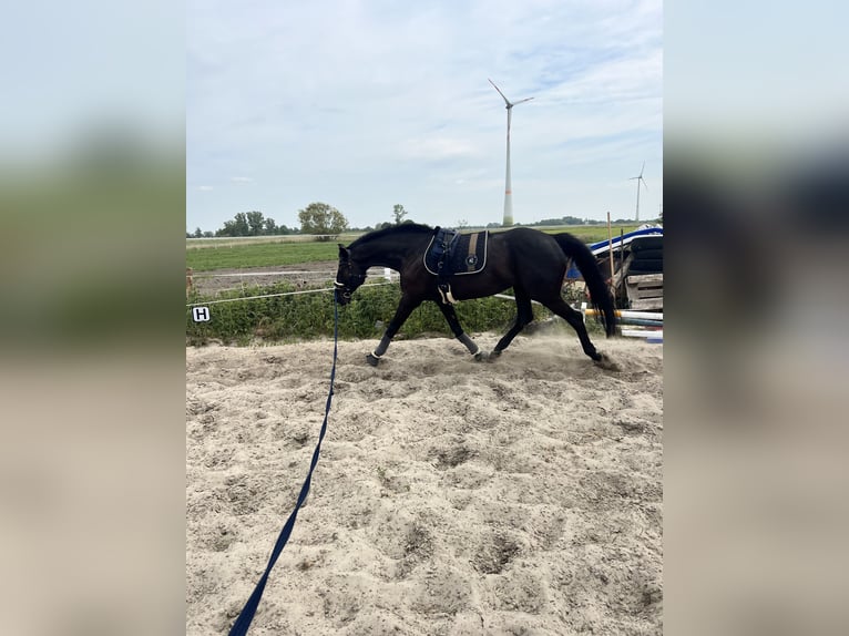 Oldenburger Springpferd Klacz 8 lat 165 cm Kara in Hinte