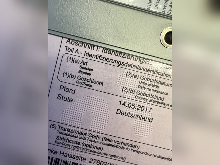 Oldenburger Springpferd Klacz 8 lat 165 cm Kara in Hinte