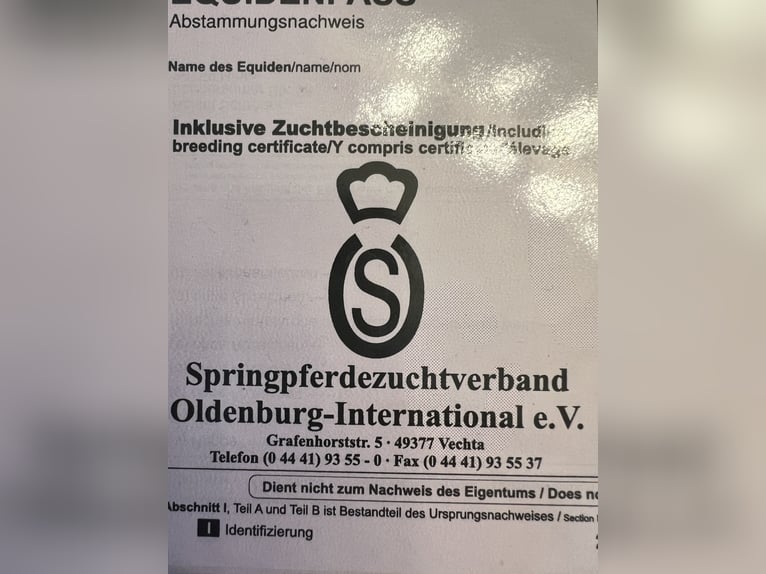 Oldenburger Springpferd Klacz 8 lat 165 cm Kara in Hinte
