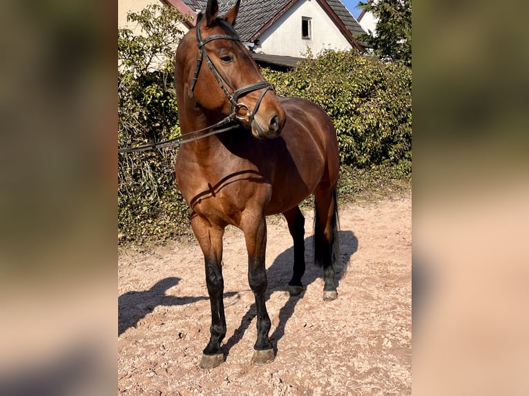 Oldenburger Springpferd Klacz 8 lat 169 cm Gniada in Sonnefeld