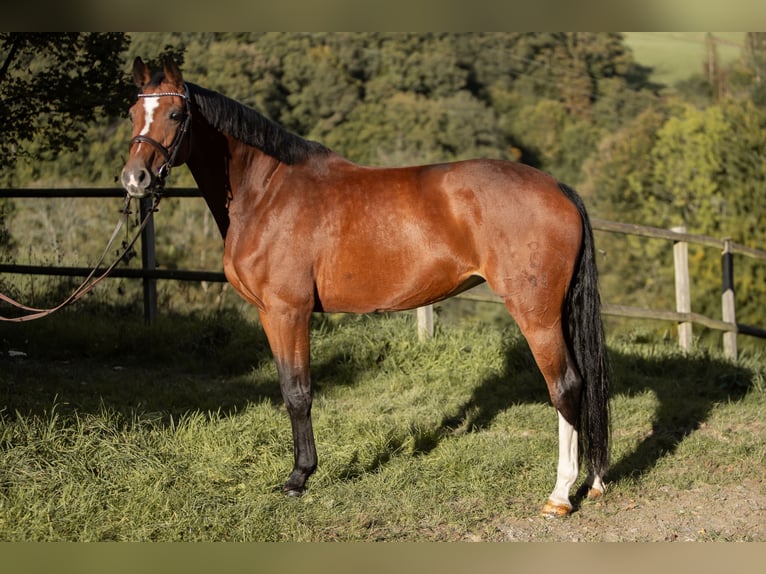 Oldenburger Springpferd Klacz 8 lat 170 cm Gniada in Kürten