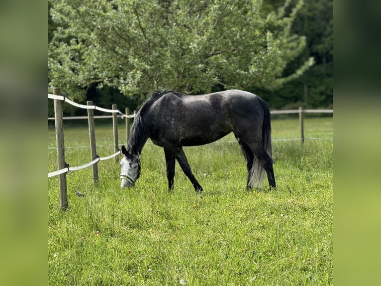 Oldenburger Springpferd Klacz 8 lat 170 cm Siwa in Lenzburg