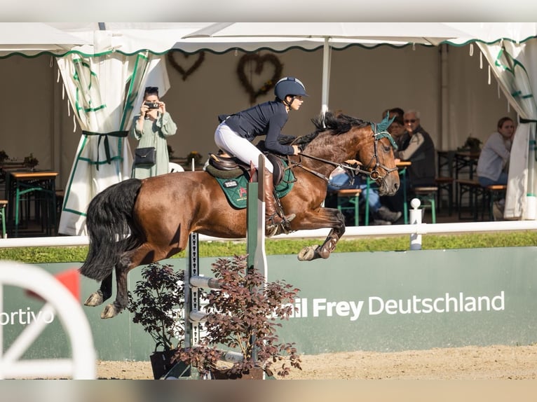 Oldenburger Springpferd Klacz 9 lat 162 cm Gniada in Dettighofen